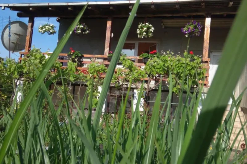 Read more about the article Casa Camelia